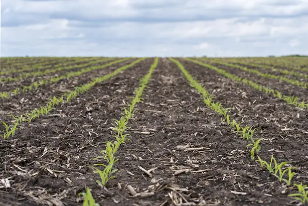 Crop seedlings